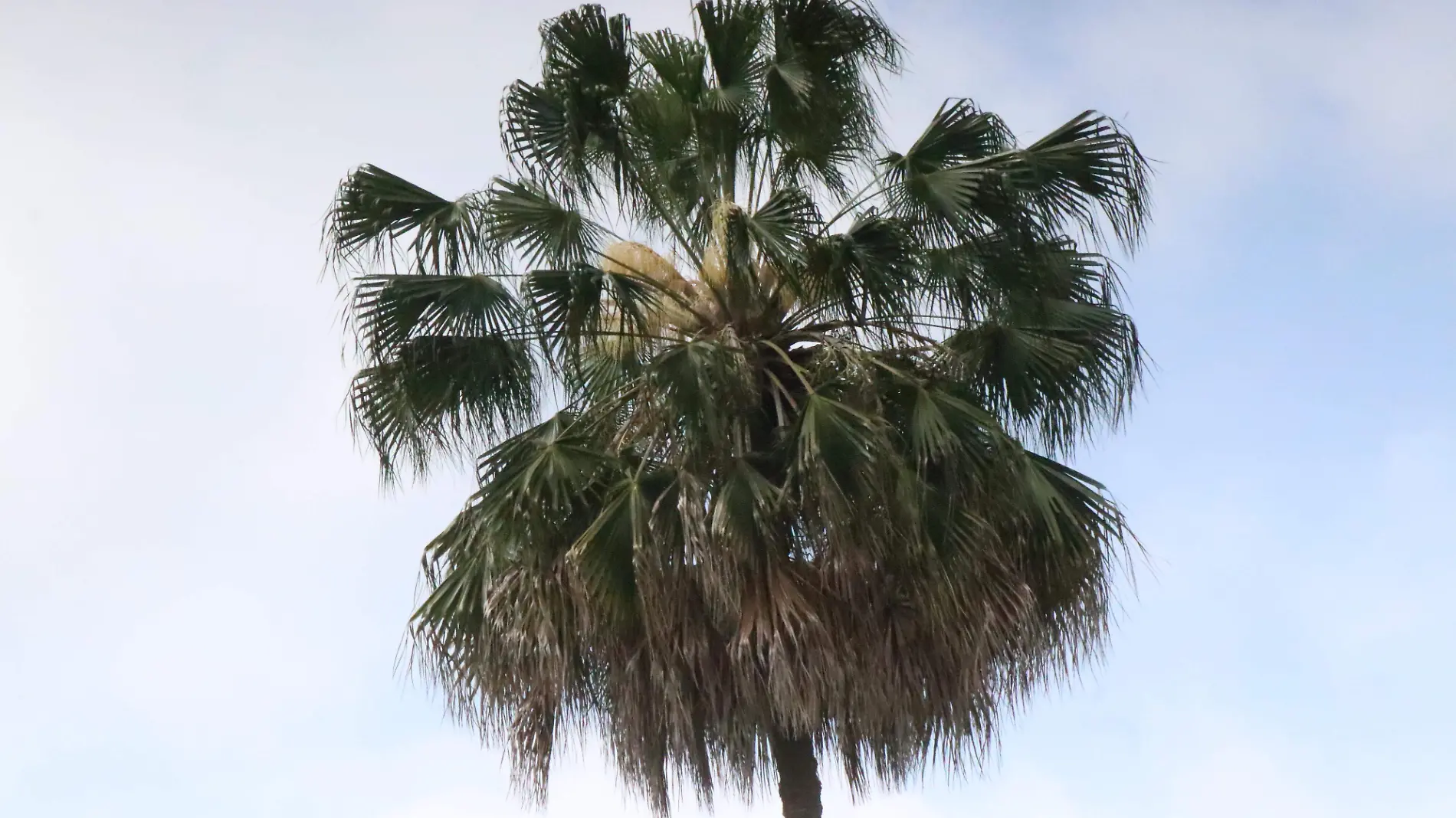 Palmera en avenida Ávila Camacho de Xalapa